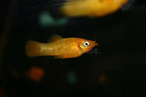 Molly fish stock image. Image of tank, yellow, mollies - 45757773