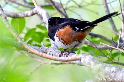 Eastern Towhee male -2 copyright Kim Smith | Kim Smith Films