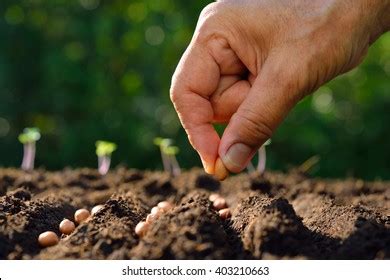 Farmers Hand Planting Seed Soil Stock Photo Shutterstock