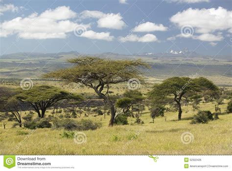 Il Monte Kenya Ed Albero Solo A Tutela Di Lewa Kenya Africa Dell