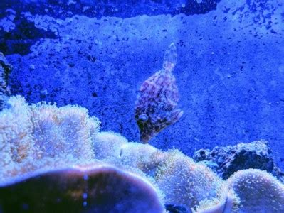 Filefish Saltwater Fish Species | Tank Facts