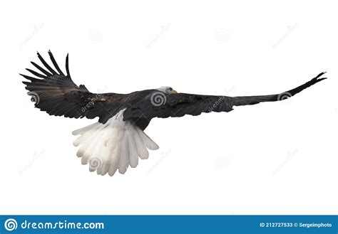 Eagle Flying Isolated at White Stock Image - Image of isolated, gliding: 212727533