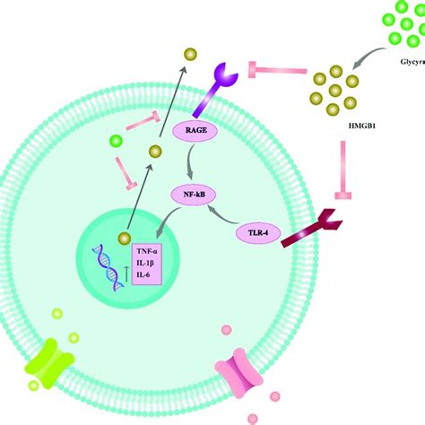 Mechanism of licorice's neuroprotective action against rotenone-induced ...