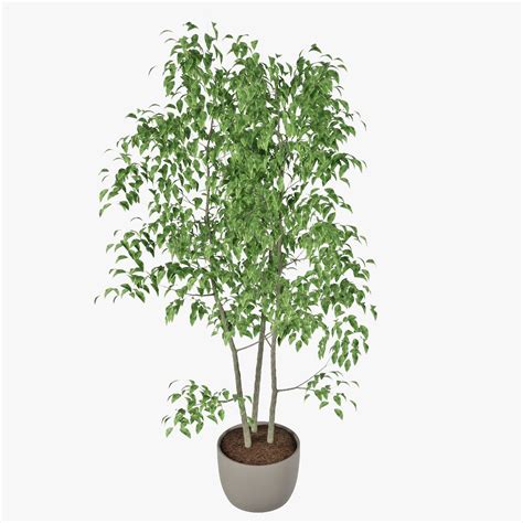Фикус Бенджамин 04 3D Модель $8 - .unknown .max .fbx - Free3D