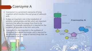 Co enzymes | PPT | Free Download