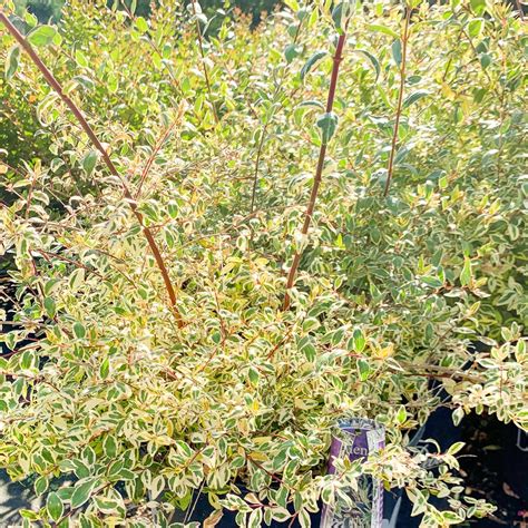 Abelia Twist of Lime – Southern Scapes Nursery