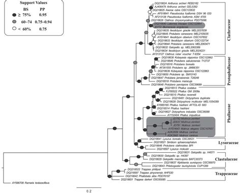 The 50 Majority Rule Consensus Tree From Bayesian Inference Of The LSU