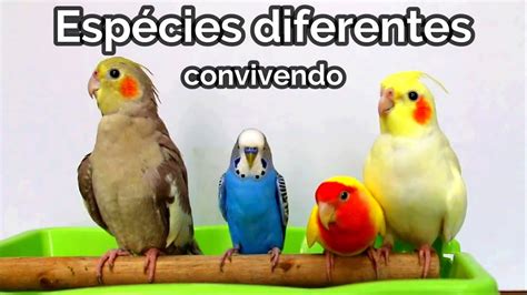 Convinvio Piriquito E Calopsita