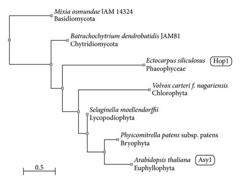 Phylogenetic Tree Of Algae Fungi Mosses And Green Plants Based On