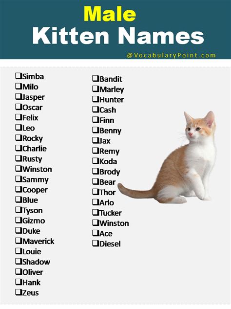 270+ Funny and Cute Names for Kittens 2024 - Vocabulary Point