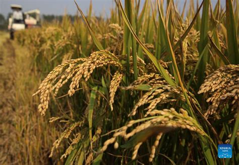 China Reaps Bumper 2021 Harvest With Grain Output Up 2 Pct Xinhua