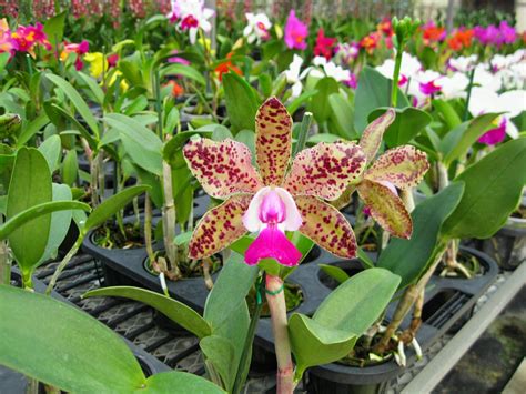 Ten Of The Most Beautiful Cattleya Orchid Flowers Orchidaceous