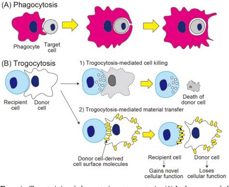 Figure 1 From The Role Of Trogocytosis In The Modulation Of Immune Cell