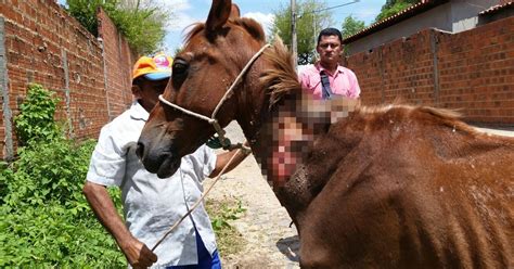 G1 Cavalo vítima de maus tratos é resgatado ferimento grave no PI