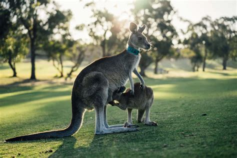 Kangaroo Names 198+ Best & Good & Famous Names! - PetShoper