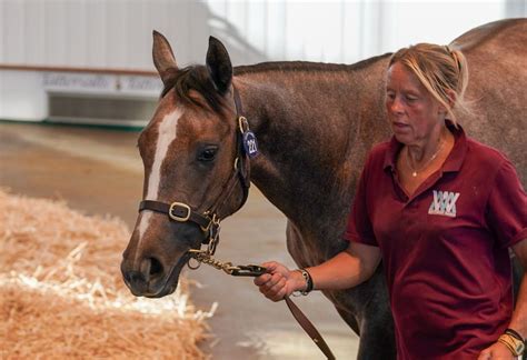 Havana Grey Is A Freak Stallion 155 000gns Filly Sets Temperatures Rising At Red Hot