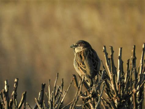 Sparrow House Montrose Basin Species Database