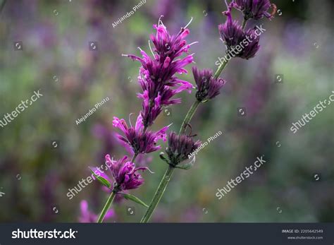 Agastache Mexicana Medicinal Plant Belonging Lamiaceae Stock Photo ...