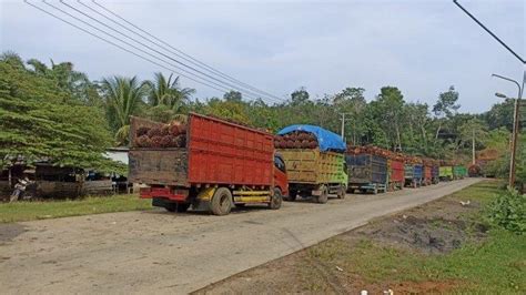 Seluruh Pks Di Bengkulu Tengah Kompak Naikan Harga Tbs Sawit Hingga Rp