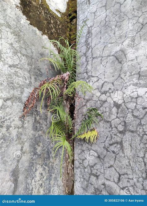 Plantas De Helechos De Hajj Creciendo En Las Paredes De La Casa Foto de