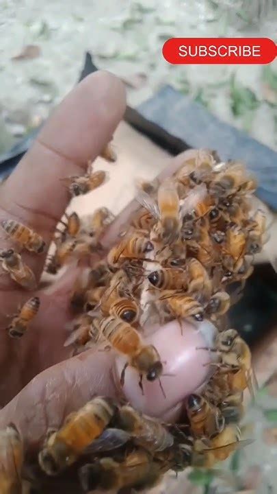 Bee Honey Farming 🐝 Subscribe More Videos Bee Shorts Viral Youtube