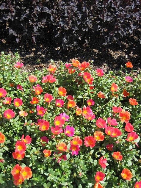 Portulaca And Purslane Bloom Masters