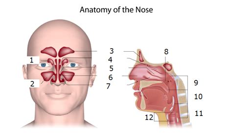 anatomy   nose diagram quizlet