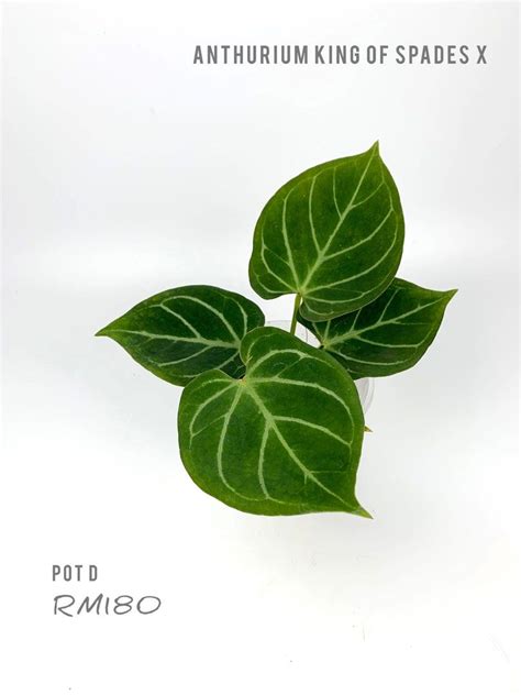 Anthurium King Of Spades X Furniture Home Living Gardening Plants