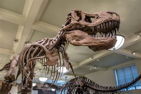 Modèle De Dinossaur Fossile Au Musée Américain De Lhistoire Naturelle Amnh New York Etats