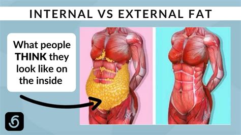 What Does Belly Fat Look Like Inside