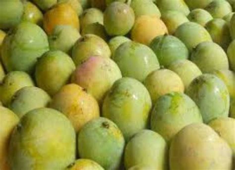 Yellow A Grade Himsagar Mango Crate Packaging Size Kg At Rs Kg