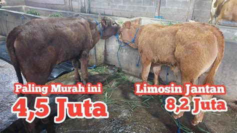 Termurah Di Sini Harga Sapi 4 5 Juta Menjelang Lebaran Limosin