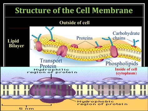 TRANSPORT ACROSS CELL MEMBRANE | PPT