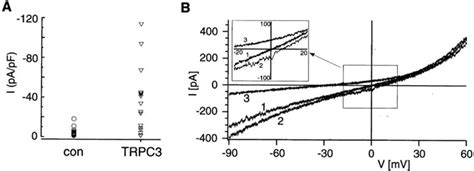 Cation Currents Expressed In CHO Cells After Intranuclear Injection Of