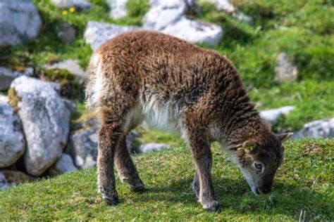 25 Wild Animals In Scotland Wildlife In Scotland Kevmrc