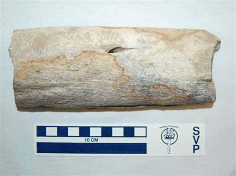 Fossil whale found with fossil shark tooth | New Scientist