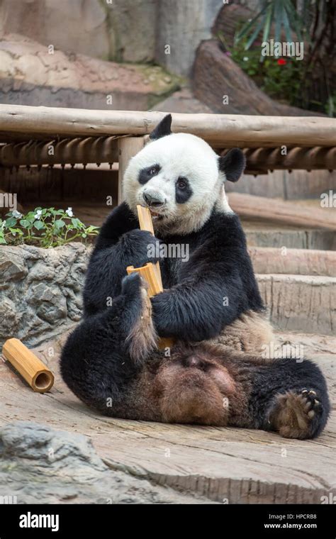 Giant panda eating bamboo Stock Photo - Alamy