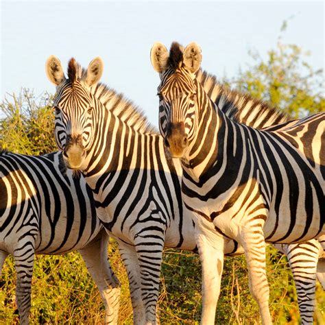Download A zebra in its natural habitat | Wallpapers.com