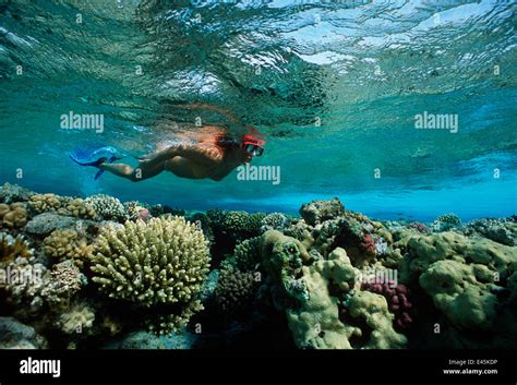 Bikini Woman Snorkelling Hi Res Stock Photography And Images Alamy