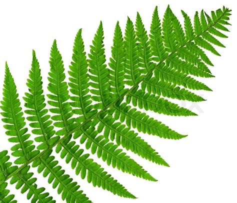 Leaf fern isolated close up | Stock image | Colourbox