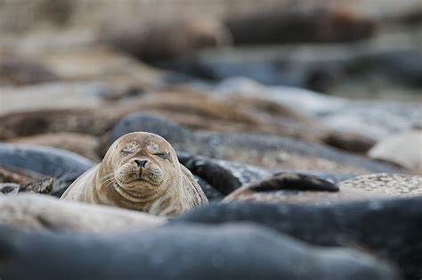 Another Harbor Seal | Sean Crane Photography