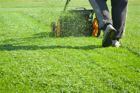 Lawn Care Adelaide The Turf Farm