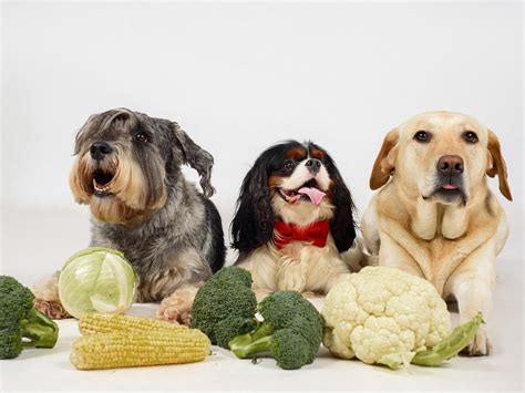 17 Toxic Fruits And Vegetables For Dogs