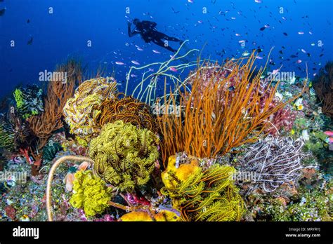 A Scuba Diver Hovers Above A Colorful Reef Full Of Coral In Kimbe Bay