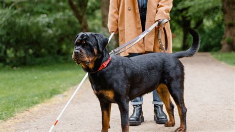 Le Rottweiler Un Excellent Chien De Garde