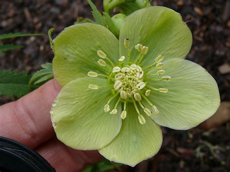 Helleborus Anemone Green čemerica Slovensketrvalkysk