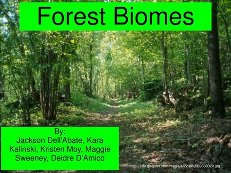 PPT - Forest Biomes PowerPoint Presentation, free download - ID:1772259