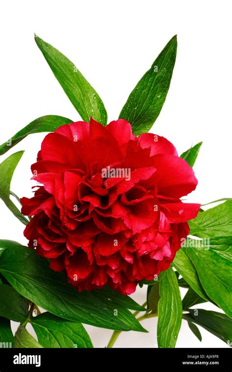 Red Peony Paeonia Latin Name Paeoniaceae Isolated On A White