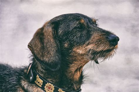 Dachshund Breed Overview | Temperament, Training & Care Tips