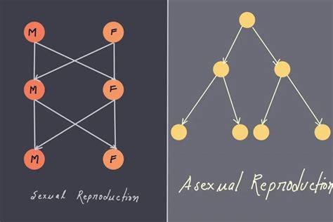 Asexual Reproduction In Bacteria Definition Types Advantages Disadvantages Biology Notes